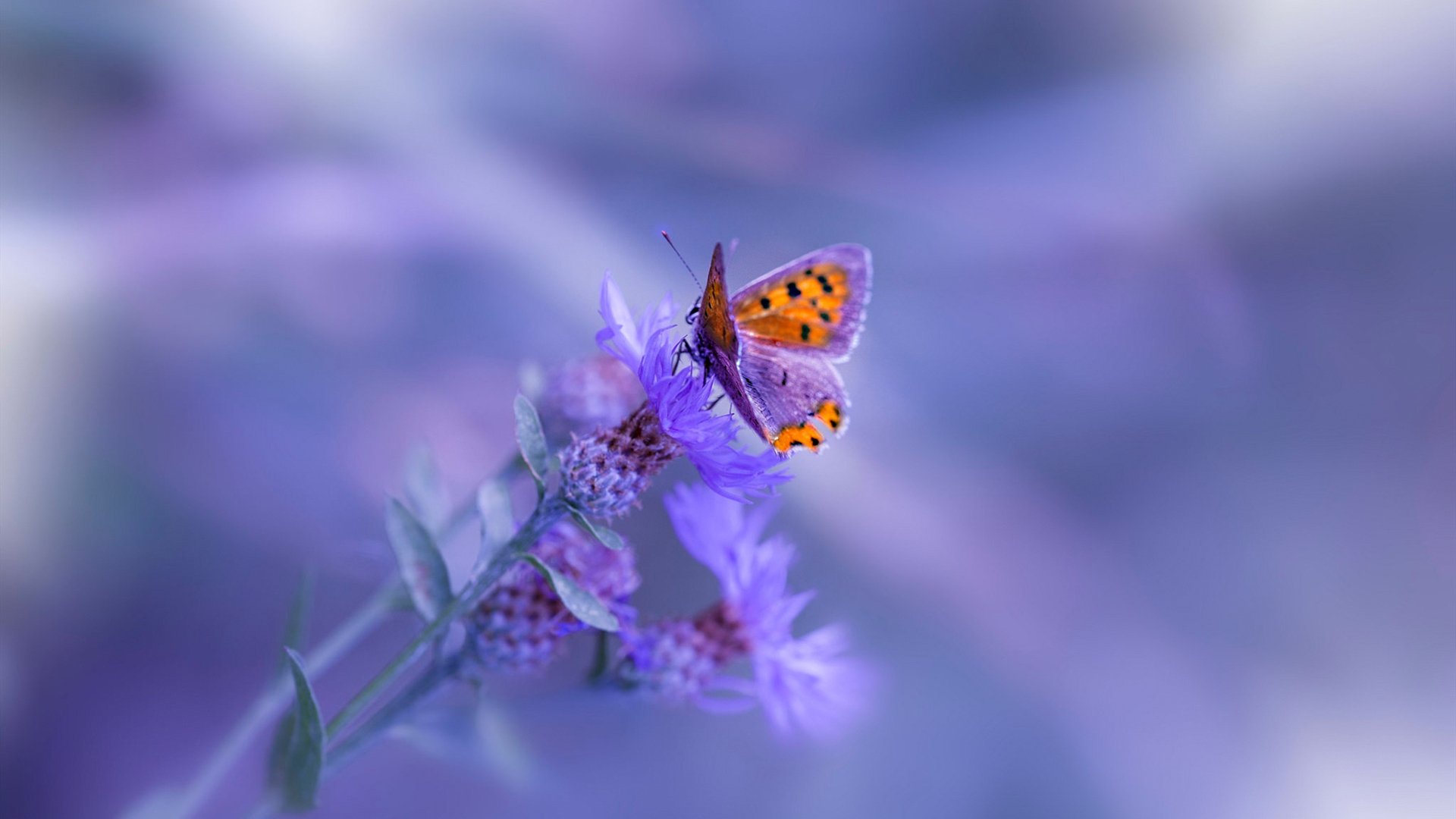 废柴还是基石？戈贝尔夺冠后仰，彻底改写比赛剧本！