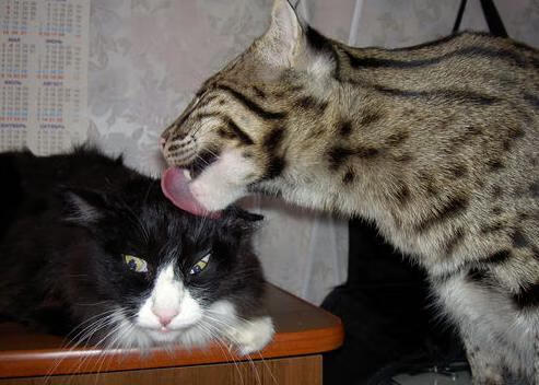 当德甲争冠之夜遇上篮球版哈兰德，完美发挥背后的竞技哲学